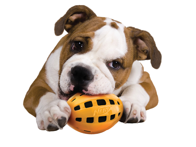 Hagen to distribute Nerf Dog line in Europe